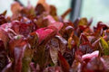 Organic Heirloom Seed - Premium Super Red Romaine Lettuce - Delicious Variety - Lactuca sativa