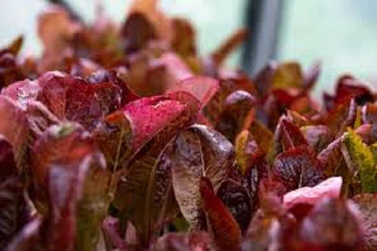 Organic Heirloom Seed - Premium Super Red Romaine Lettuce - Delicious Variety - Lactuca sativa