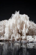 White Willow Tree Cutting - Silver Leaf Variety - Grow Your Own Salix alba