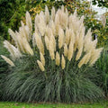 White Pampas Grass Seeds - 30 Organic Seeds - Cortaderia selloana - USA Grown, Free Shipping