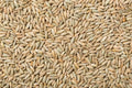 Rye Berries 25 Pounds High Fiber & Iron Whole Grains Secale cereale USA Made