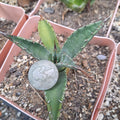 Agave Neomexicana Bare Root Plant | Succulent Variety | Drought-Tolerant Desert Plant | Agave Species