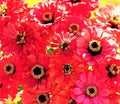 Zinnia Seeds - Salmon Queen - Non-GMO - 100+ Seeds - Flower Garden - Zinnia elegans