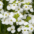 White Rock Cress Seeds - 200+ Arabis Alpina - Perennial Groundcover - USA Ship Free