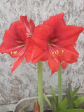 Red Orange Amaryllis Bulb (1) - Live Flowering Plant, Hippeastrum, Ideal for Indoor Gardening