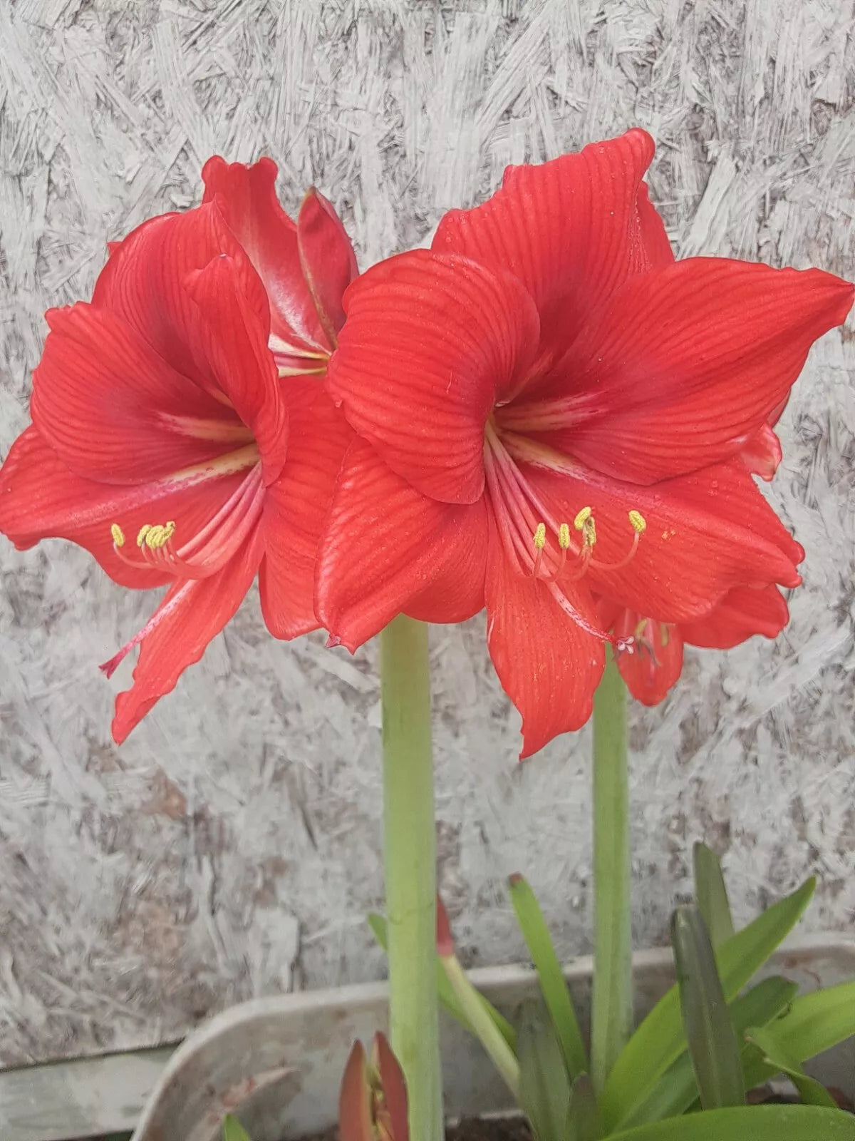 Red Orange Amaryllis Bulb (1) - Live Flowering Plant, Hippeastrum, Ideal for Indoor Gardening