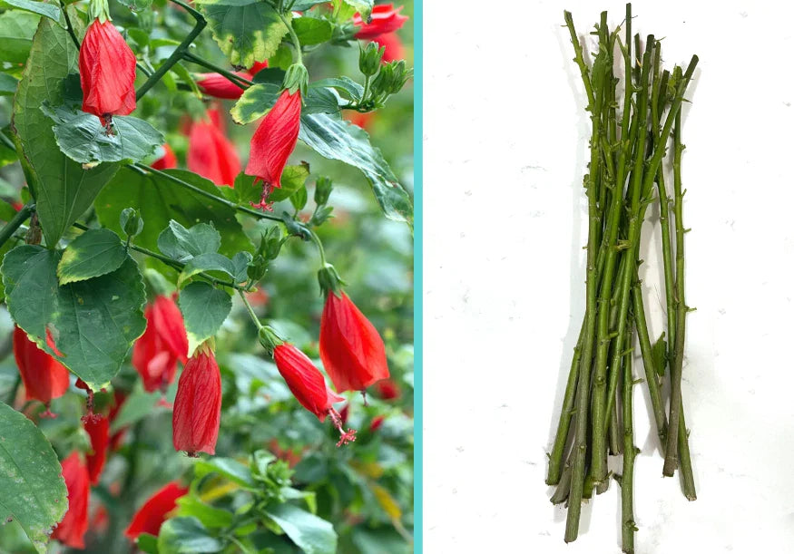 Giant Mexican Fire Cracker Sleepy Hibiscus Cuttings - 8 Unrooted Cuttings - Malvaviscus arboreus