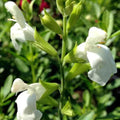 Salvia Greggii White 1 Gallon Plant - Live Fully Rooted Perennial Herbaceous Flowering Plant (Salvia greggii)