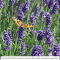 Lavender Seeds - 200 Non-GMO Munstead Perennial Medicinal Garden Seeds - Lavandula angustifolia