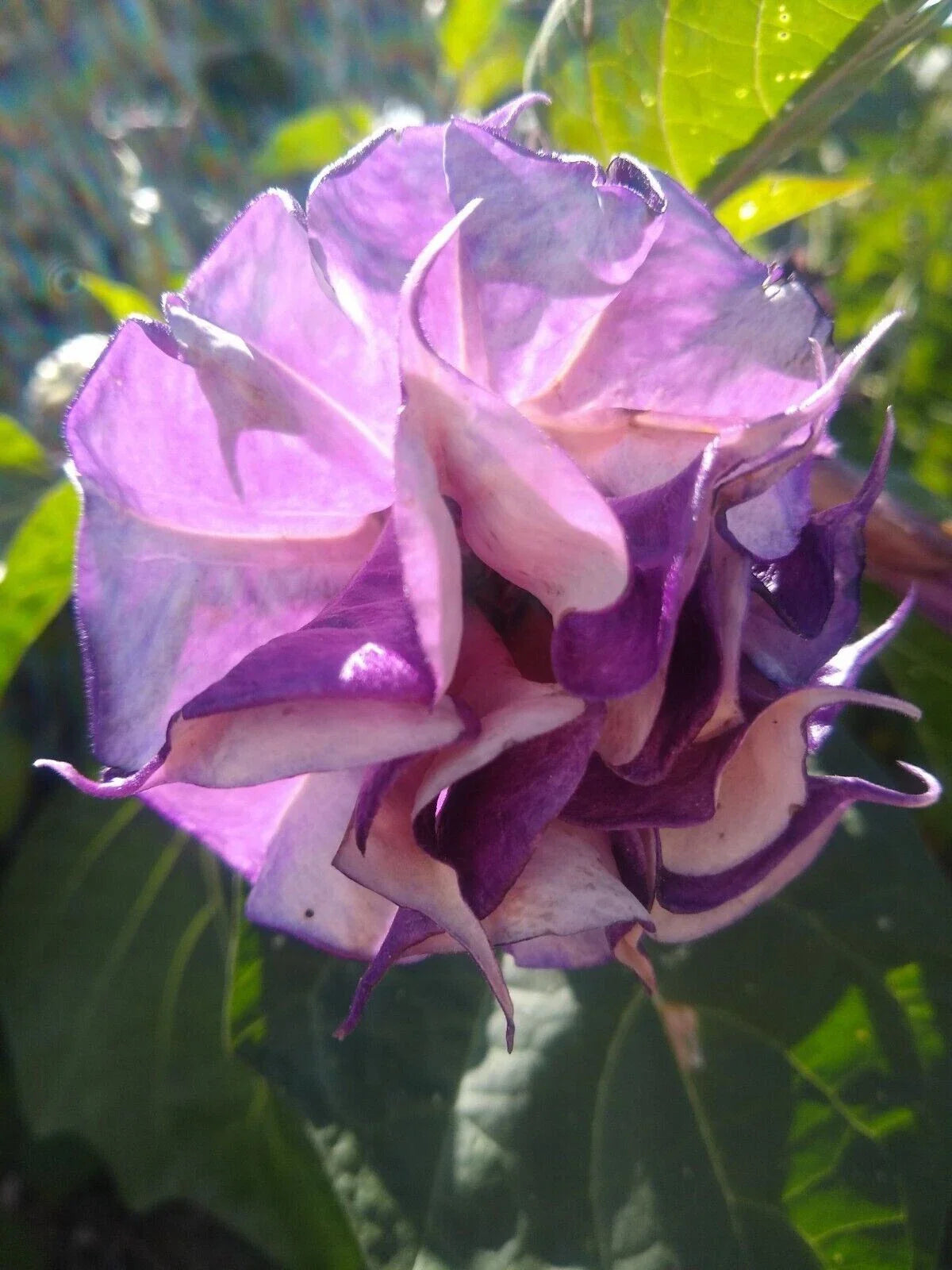 Double Orchid Rose Angel Trumpet Seeds - Brugmansia Datura, 10 Seeds for Vibrant Garden Flowers, USA Grown