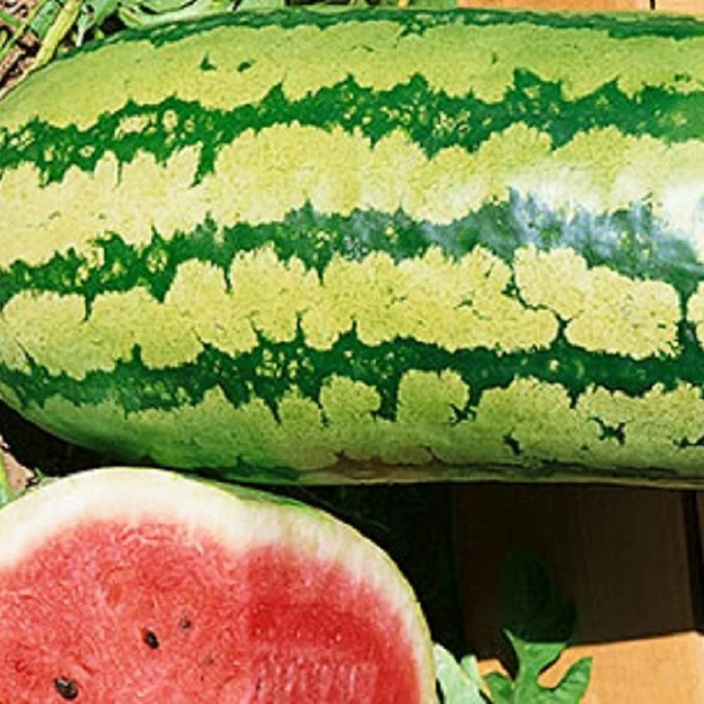 Garrisonian Watermelon Seeds | NON-GMO Heirloom Seeds | Organic Gardening | Citrullus lanatus