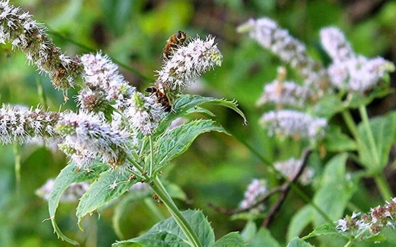 Peppermint Seeds 100 Seeds Organic Mentha Piperita Perennial Medicinal