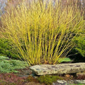 Yellow Twig Dogwood Shrub 16"+ Bare Root Live Plant Cornus sericea Winter Interest