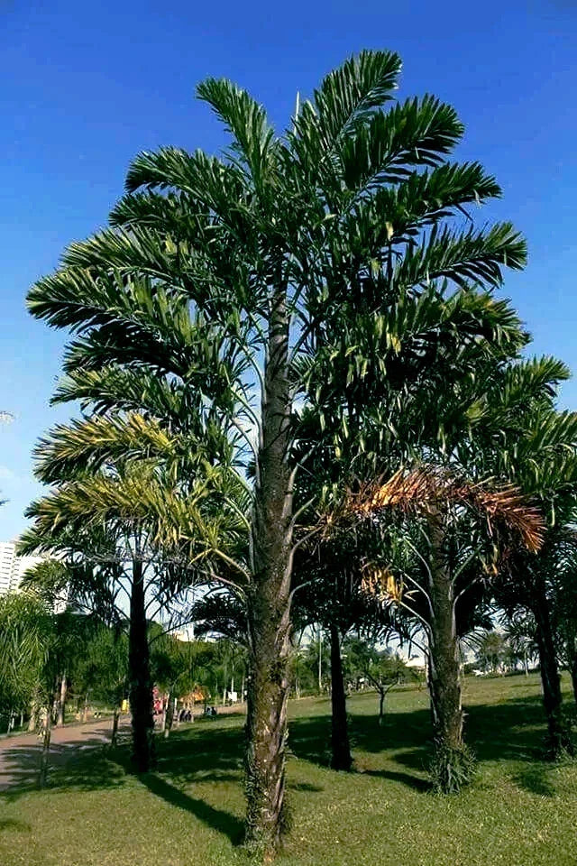 Fishtail Palm Tree Seeds - Rare Exotic Tropical Variety (Wallichia disticha) - Unique Distichous Seeds for Planting