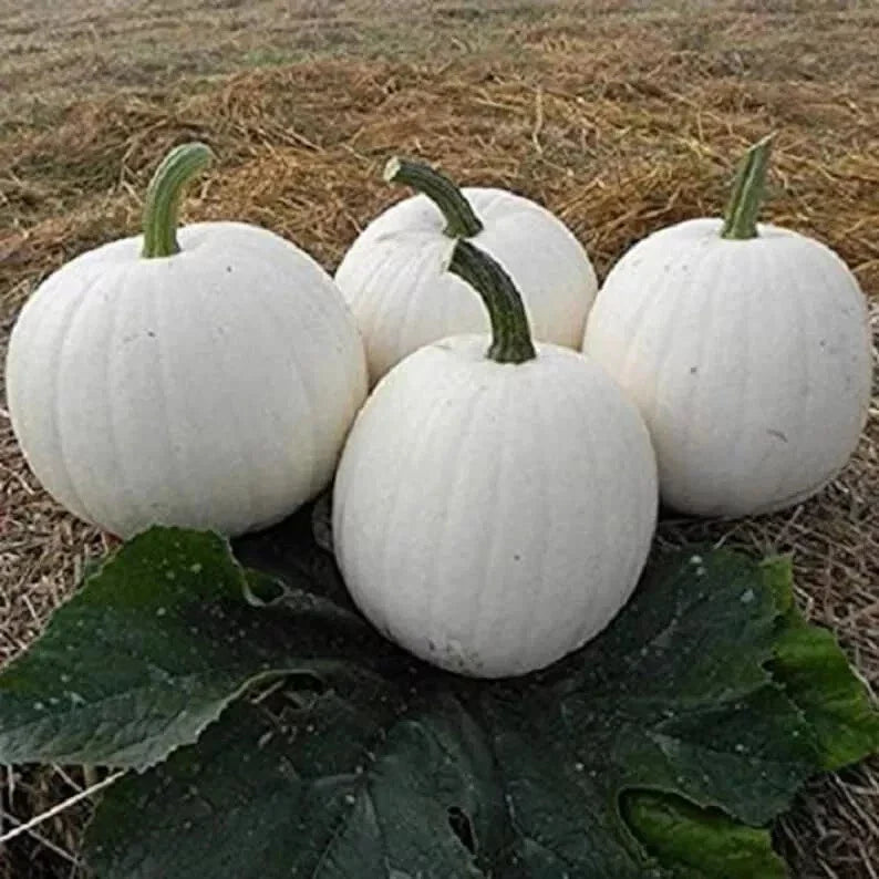Casper White Pumpkin Seeds - 10 Pack - Non-GMO - Rare Variety - Cucurbita pepo