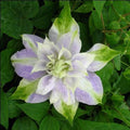 Clematis Seeds - 25 Double Purple Green Perennial Flower Seeds - Fast Growing, US Seller, Perfect for Gardens