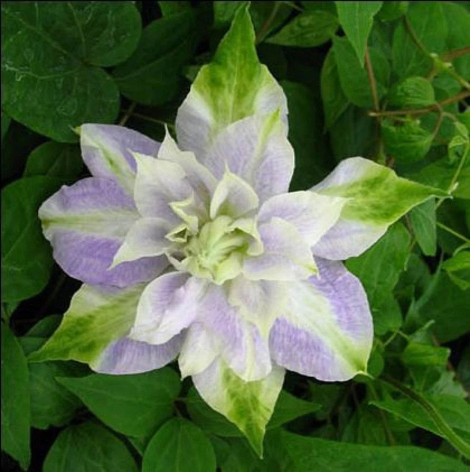 Clematis Seeds - 25 Double Purple Green Perennial Flower Seeds - Fast Growing, US Seller, Perfect for Gardens