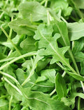 Organic Roquette Arugula Seeds - 500+ Count - Salad Rocket Garden Green - USA Grown (Eruca sativa)
