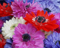 Anemone Flower Bulbs - 6 Mixed Colors with Semi-Double Petals - Anemone coronaria