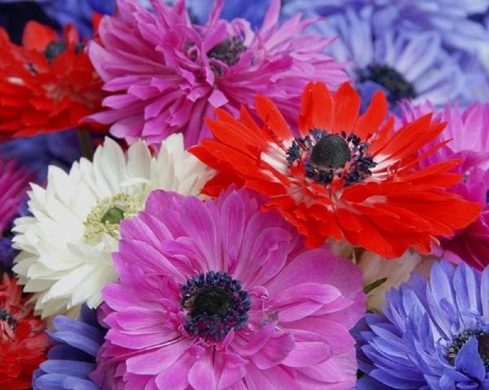 Anemone Flower Bulbs - 6 Mixed Colors with Semi-Double Petals - Anemone coronaria