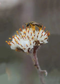 Prairie Pussytoes Seeds - 100 Count - Antennaria neglecta - Native Wildflower for Planting