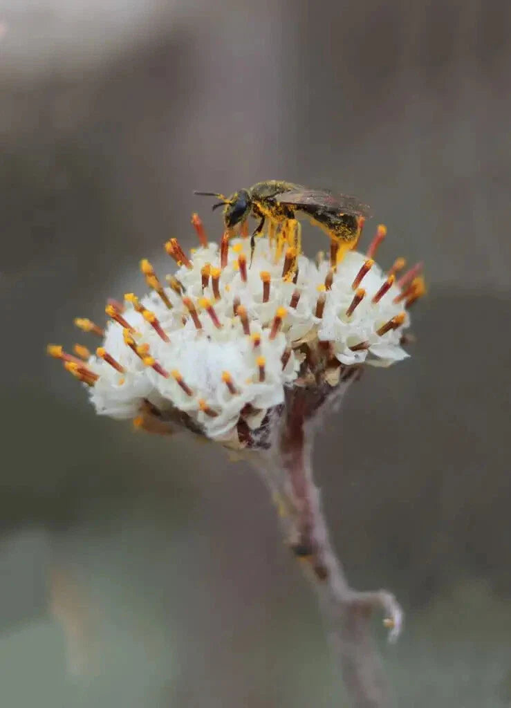Prairie Pussytoes Seeds - 100 Count - Antennaria neglecta - Native Wildflower for Planting