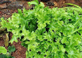 Crested Tongue Fern Spores 1000 Count Cold Hardy Asplenium scolopendrium