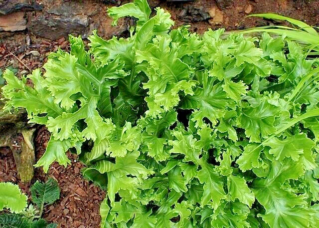 Crested Tongue Fern Spores 1000 Count Cold Hardy Asplenium scolopendrium