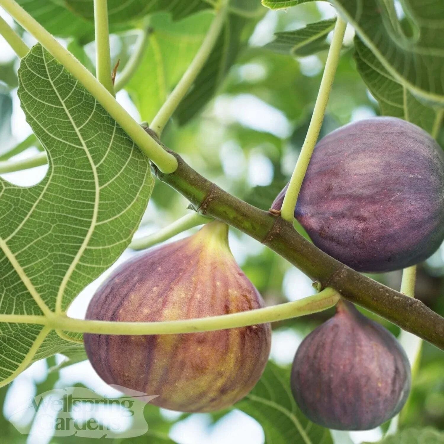 Olympian Fig Live Plant - 3-Inch Pot - Ficus carica - Fresh, Healthy Fig Plant for Home Garden Decor