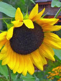 Golden Sunflower Seeds - 100 Count - Classic Helianthus annuus - Newly Harvested