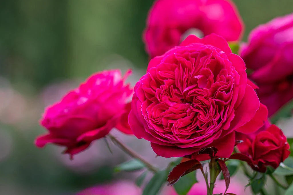 Super Rare Rouge Royal Red Rose Cuttings - 3 Pieces for Rooting or Grafting - Rosa 'Rouge Royal'