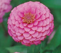 Zinnia Seeds 100+ Pink Luminosa Annual Flower Seeds for Garden, Attracts Birds & Bees, Zinnia elegans