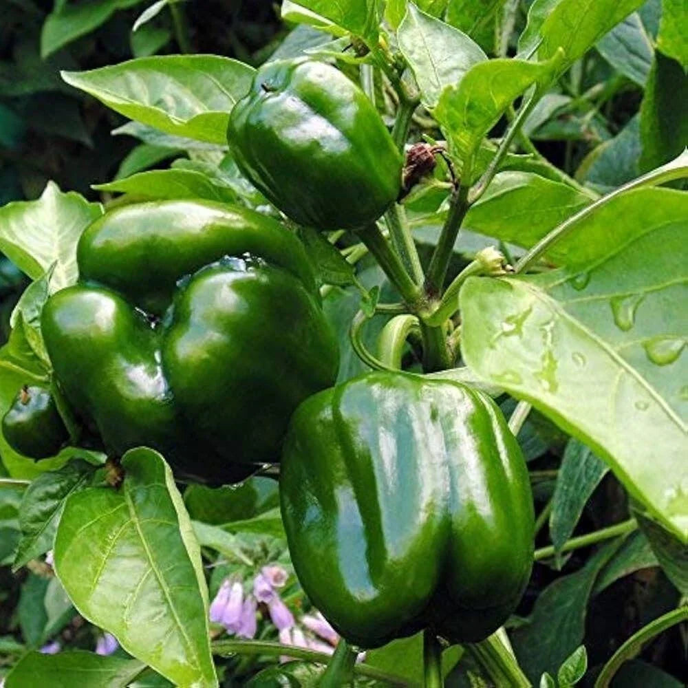 Emerald Giant Sweet Bell Pepper Seeds, NON-GMO Heirloom, Ideal for Stuffed Peppers, Capsicum annuum
