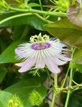 Passiflora Vine Cuttings 20 Pieces 7 Inches Butterfly Host Plant (No Roots, No Soil) - Passionflower Plant Cuttings