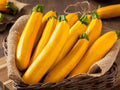 Gourmet Gold Zucchini Squash Seeds - 25+ Seeds - Heirloom Variety - Cucurbita pepo - USA