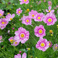 Happy Ring Cosmos Seeds - 200+ Pack for Garden Planting - Colorful Annual Flower - Cosmos bipinnatus
