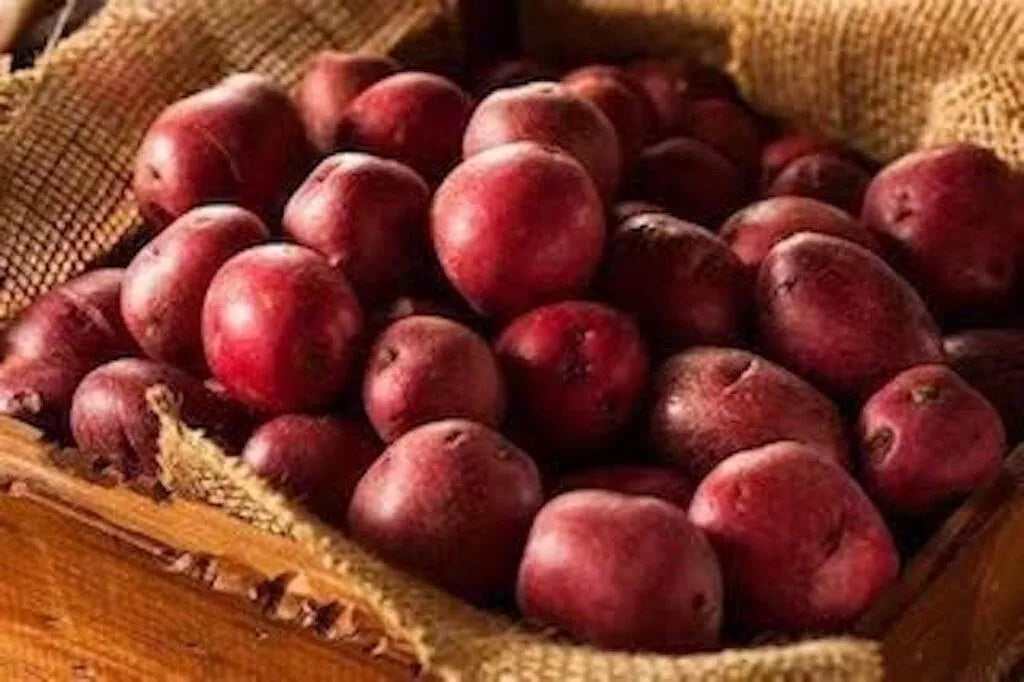 Red Pontiac Seed Potatoes for Planting - Medium Size - High Yield Variety - Solanum tuberosum