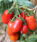 San Marzano Tomato Seeds 50 Ct Heirloom Non-GMO Determinate Vegetable Garden (Solanum lycopersicum)
