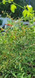 Live Goji Berry Plant 1 Gal Pot - Fully Mature - Lycium barbarum