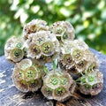 Starflower Seeds - 10 Rare Seeds for Planting - Trientalis borealis - Ships from Iowa, USA