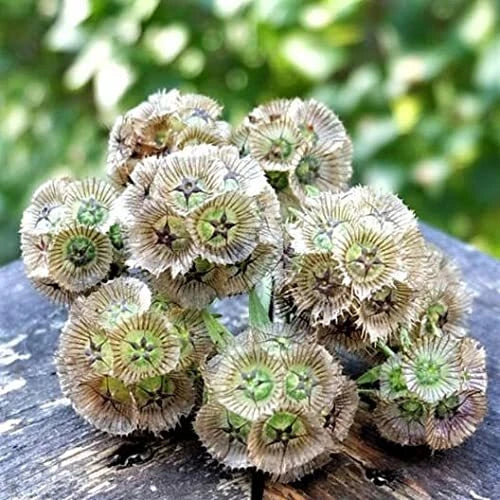 Starflower Seeds - 10 Rare Seeds for Planting - Trientalis borealis - Ships from Iowa, USA