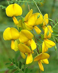 Sesbania Sesban Seeds - 30+ Seeds, Yellow Flowering Variety, Hạt Bông Điên Điển