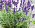 Lavender Seeds 100+ Heirloom English/French Variety Lavandula angustifolia Fresh