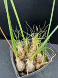 Albuca/Ornithogalum Cluster Succulent Plant - Rare Rooted Variety - 2.5" Pot - Unique Indoor Decor