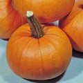 Pumpkin Seed 500 Count Small Sugar Heirloom Non-GMO Cucurbita pepo