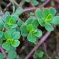 Green Purslane Seeds - 2000+ Heirloom, Non-GMO, Organic - Portulaca oleracea - Free Shipping USA