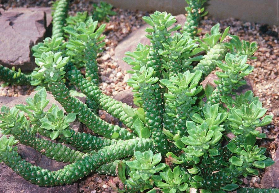 Monadenium Guntheri Bonsai Plant - Rare Caudex Euphorbia - 2" Rooted Piece