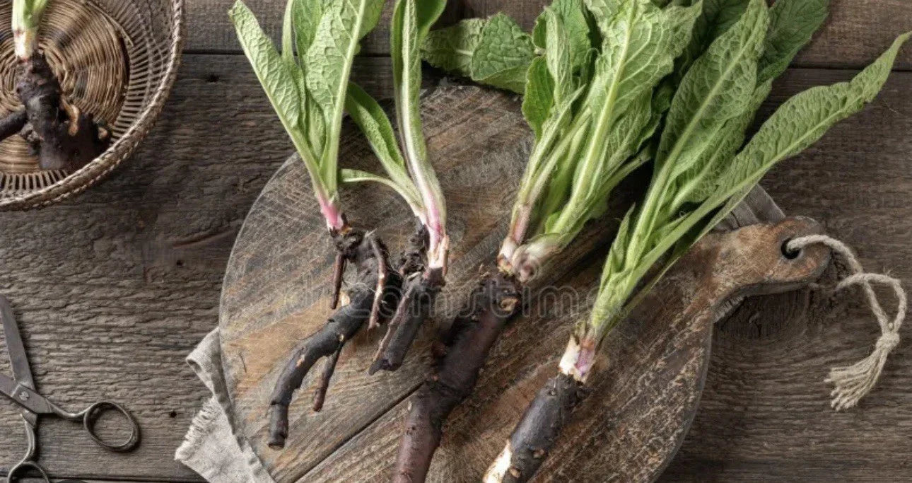 Comfrey Bocking 14 Rooted Crowns (5) - Deer Resistant, Non-Spreading Herbal Plant - Symphytum × uplandicum