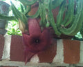 Stapelia Grandiflora Cuttings - Red Starfish Toad Cactus - Unique Carrion Plant - Easy to Grow Succulent