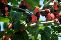 Illinois Everbearing Mulberry Tree Live Plant Morus alba Fruit Starter